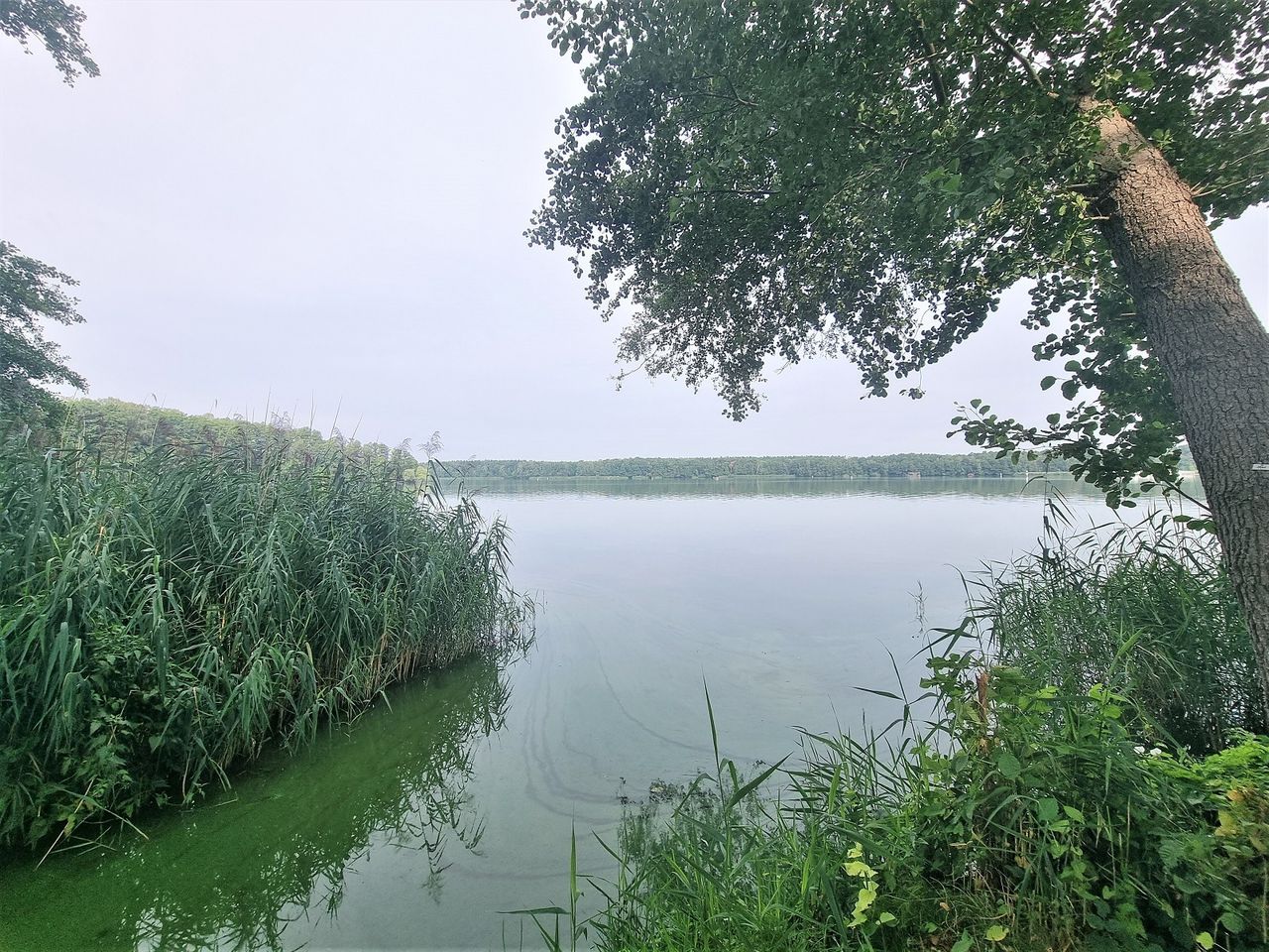 Crossinsee